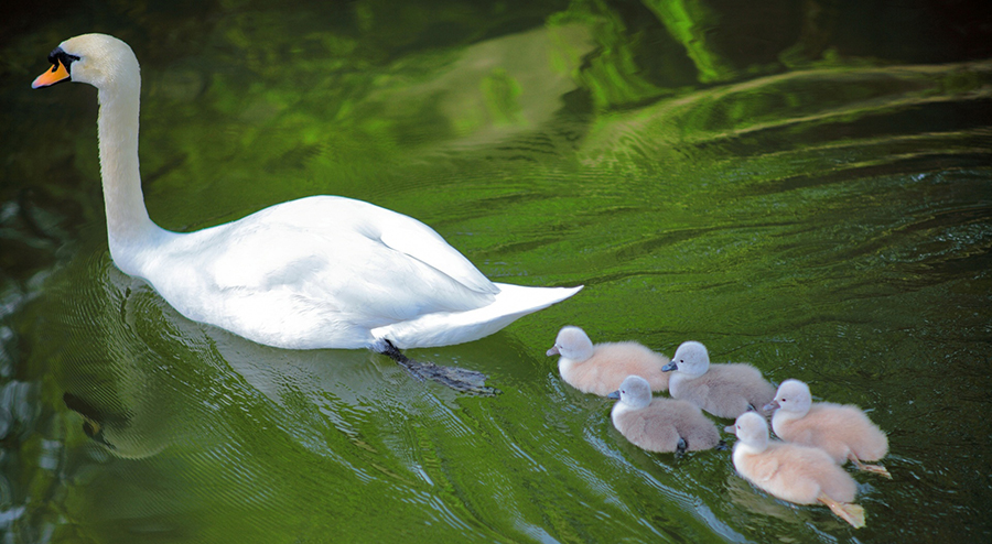 baby_swans_following_mother-wallpaper-1920x1080.jpg
