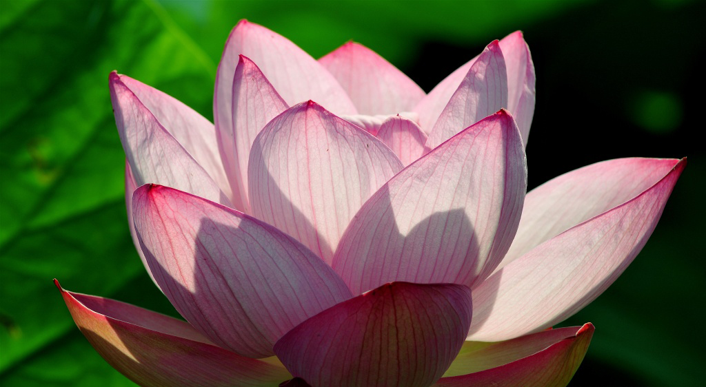 lotus_flower-wallpaper-1024x576.jpg