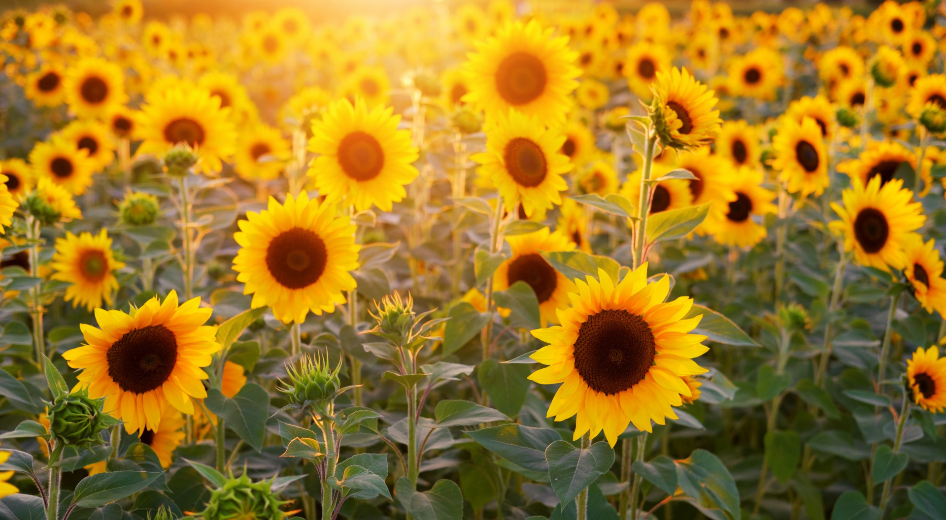 sunflowers_field_summer-wallpaper-1920x1080.jpg